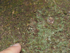 Phyllomegacopta majuscula