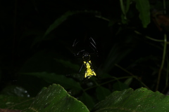 Micrathena vigorsi