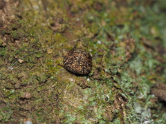Phyllomegacopta majuscula