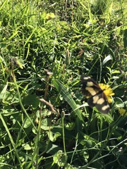 Acraea cabira