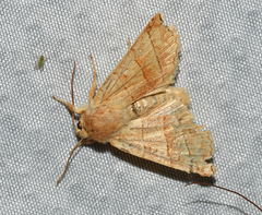 Pyreferra citrombra