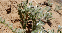 Cryptantha crassisepala