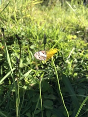 Acraea cabira