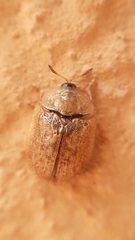 Hypocassida