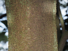 Phyllomegacopta majuscula