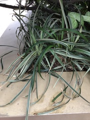 Ophiopogon jaburan