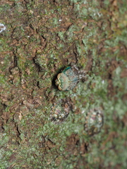 Phyllomegacopta majuscula