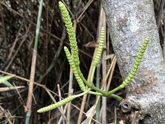 Gnetum luofuense
