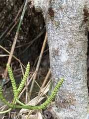 Gnetum luofuense