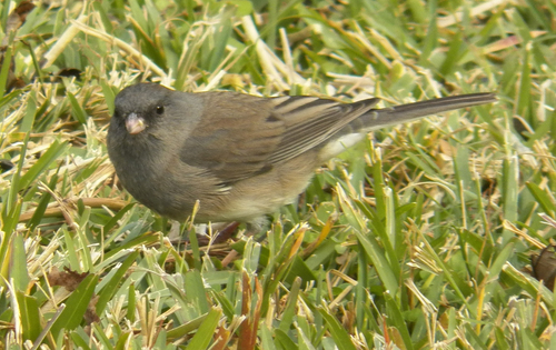 Dark-eyed Junco photographed in Texas