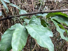 Gnetum luofuense