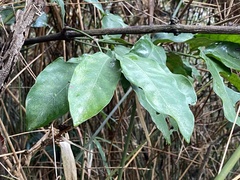 Gnetum luofuense