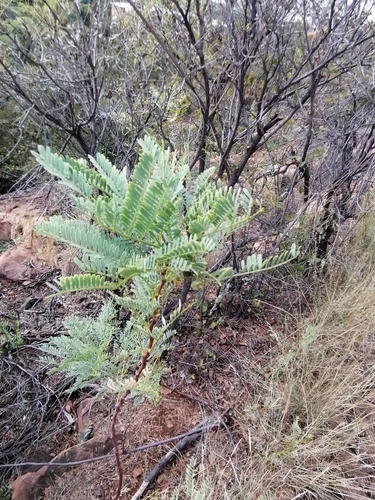 Image of Entada burkei by (c) Hildegard Klein, some rights reserved (CC BY)