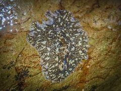 Stylochoidea