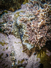 Stylochoidea