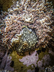Stylochoidea