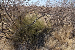 Kleinia longiflora