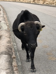 Bos