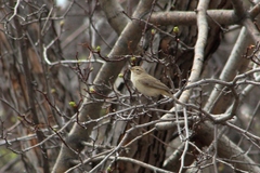 Phylloscopus collybita
