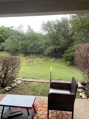 Odocoileus virginianus