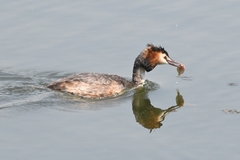 Podiceps cristatus