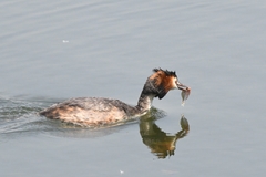 Podiceps cristatus