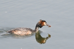 Podiceps cristatus
