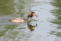 Podiceps cristatus
