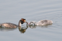 Podiceps cristatus