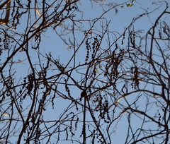 Piptadenia obliqua