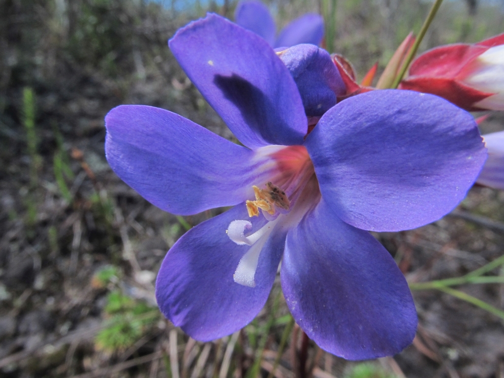 Schultesia pachyphylla