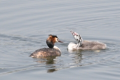 Podiceps cristatus