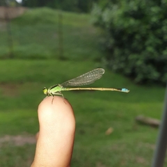 Ischnura senegalensis