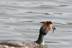 Podiceps cristatus