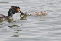 Podiceps cristatus