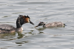 Podiceps cristatus