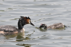 Podiceps cristatus