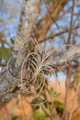 Tillandsia exserta