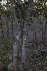 Piptadenia obliqua