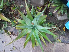 Aloe