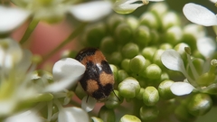 Attagenus bifasciatus