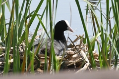 Fulica atra