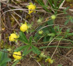 Potentilla pusilla