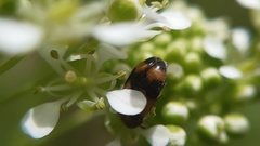 Attagenus bifasciatus