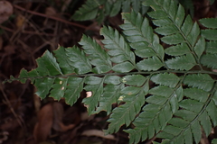 Arachniodes pseudoaristata