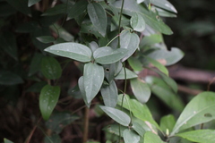 Clematis tinghuensis