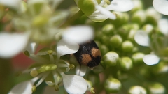 Attagenus bifasciatus