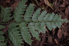 Arachniodes pseudoaristata