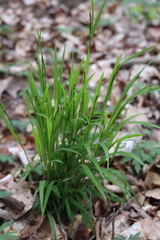 Melica uniflora