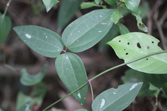 Clematis tinghuensis